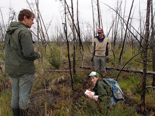 Sampling soils in a recently burned stand in the Siberian Arctic (Nikita Zimov, Ludda Ludwig (Woods Hole Research Center), and Michael Loranty).