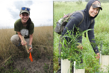Graduate student alumni, Krysten Dick (left) and Jennifer Vela (right), measure thornscrub seedling growth and survival at Laguna Atascosa National Wildlife Refuge, TX.