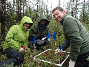 Sampling understory vegetation in the Siberian Arctic (Heather Alexander, Melissa Boyd (Northern Arizona University), and Homero Pena).